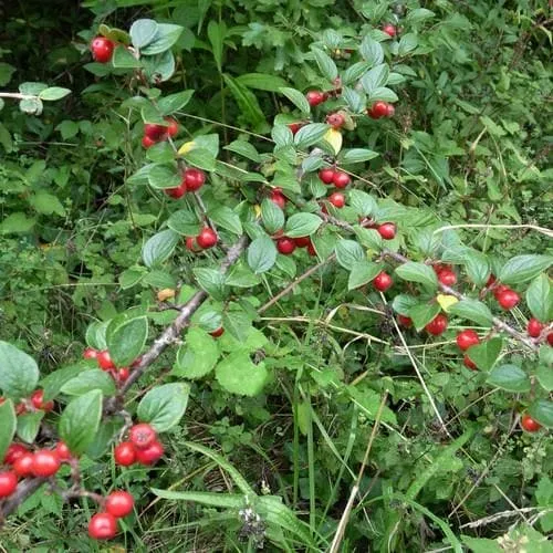 Cotoneaster dielsianus