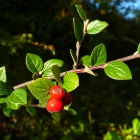 Cotoneaster dielsianus