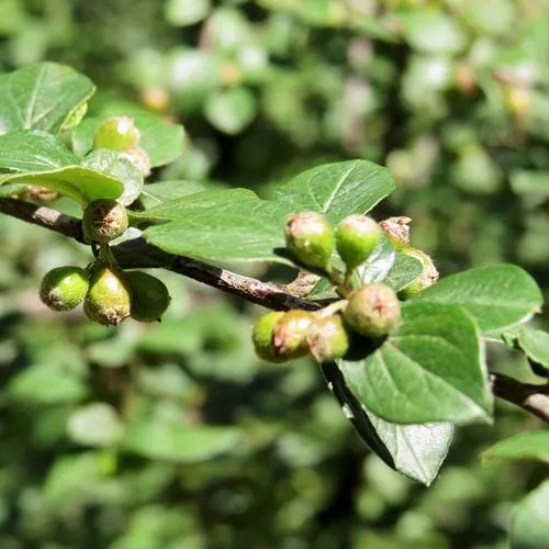 Cotoneaster dielsianus