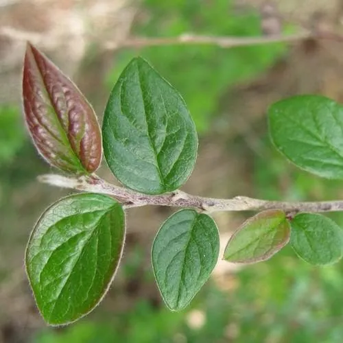 Cotoneaster dielsianus