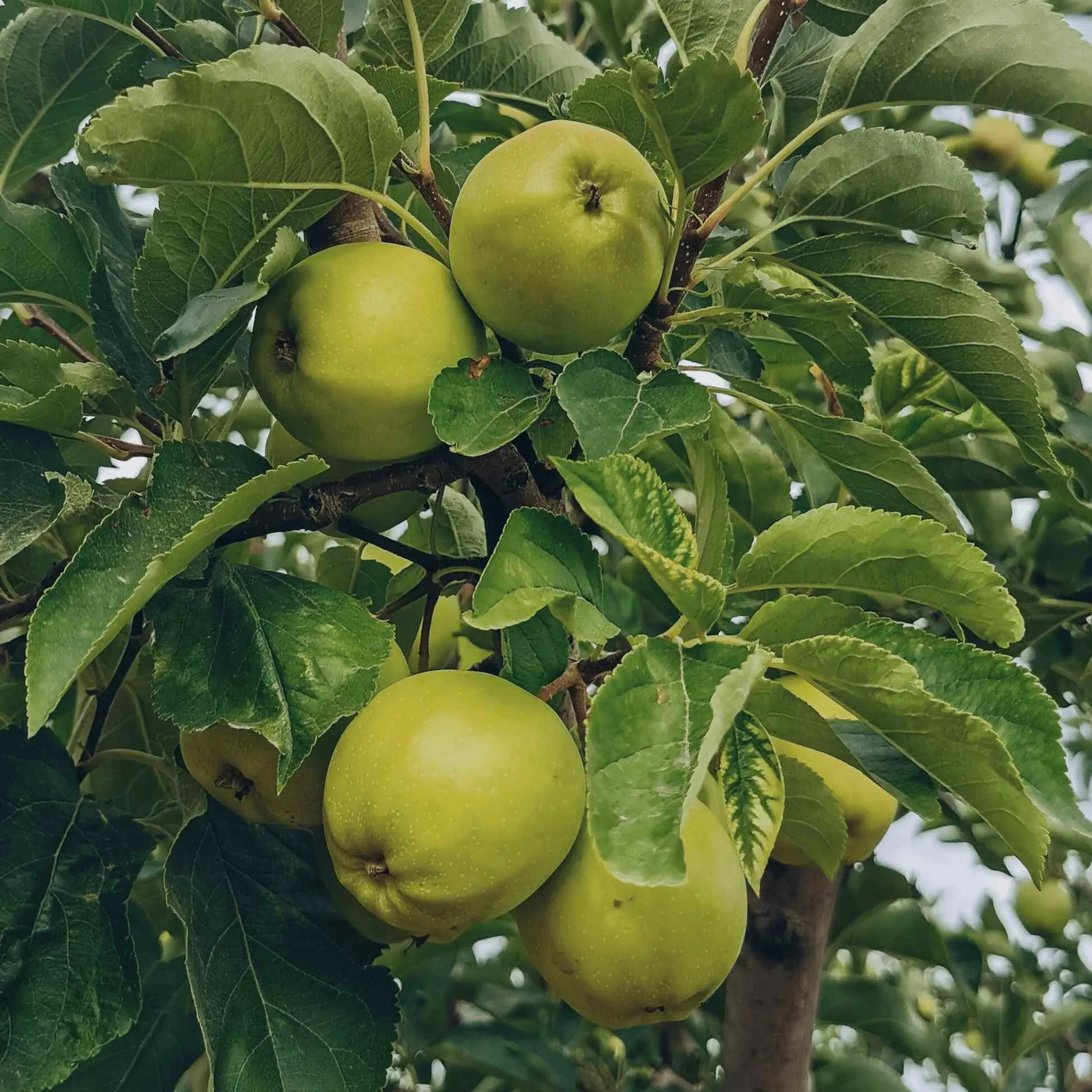 Granny Smith Apple Tree