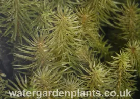 Hippuris vulgaris - Cat's Tail