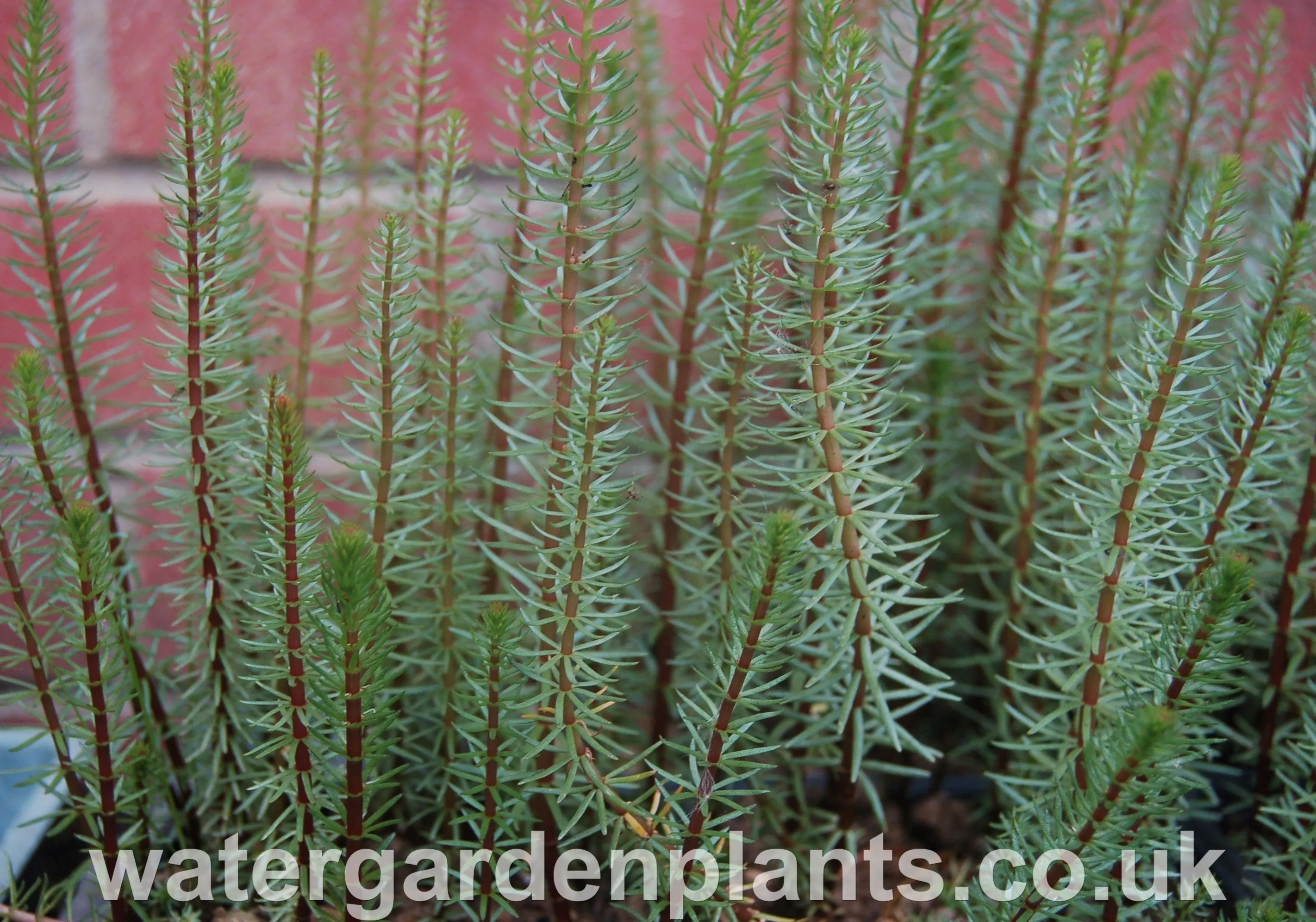 Hippuris vulgaris - Cat's Tail