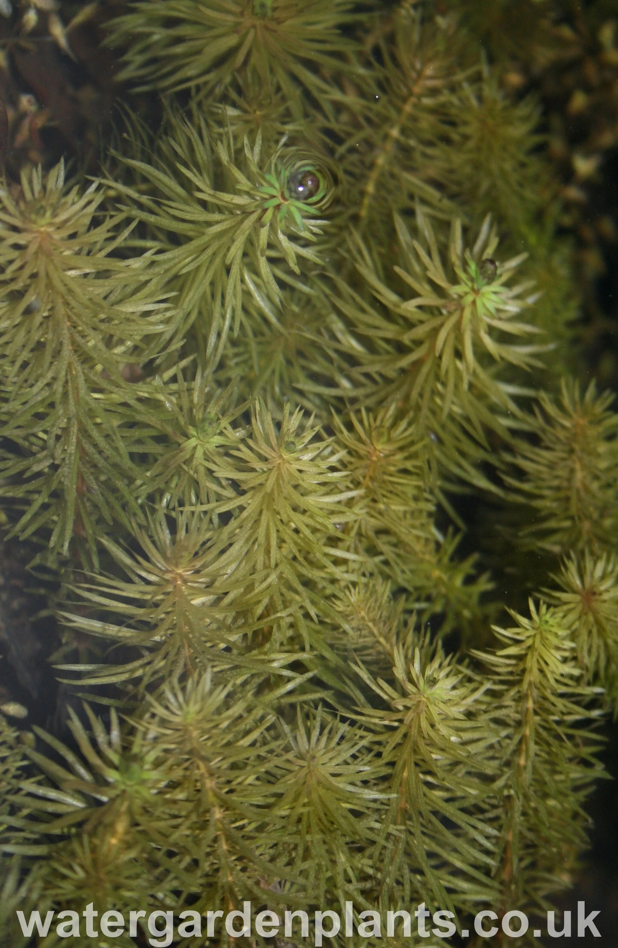 Hippuris vulgaris - Cat's Tail