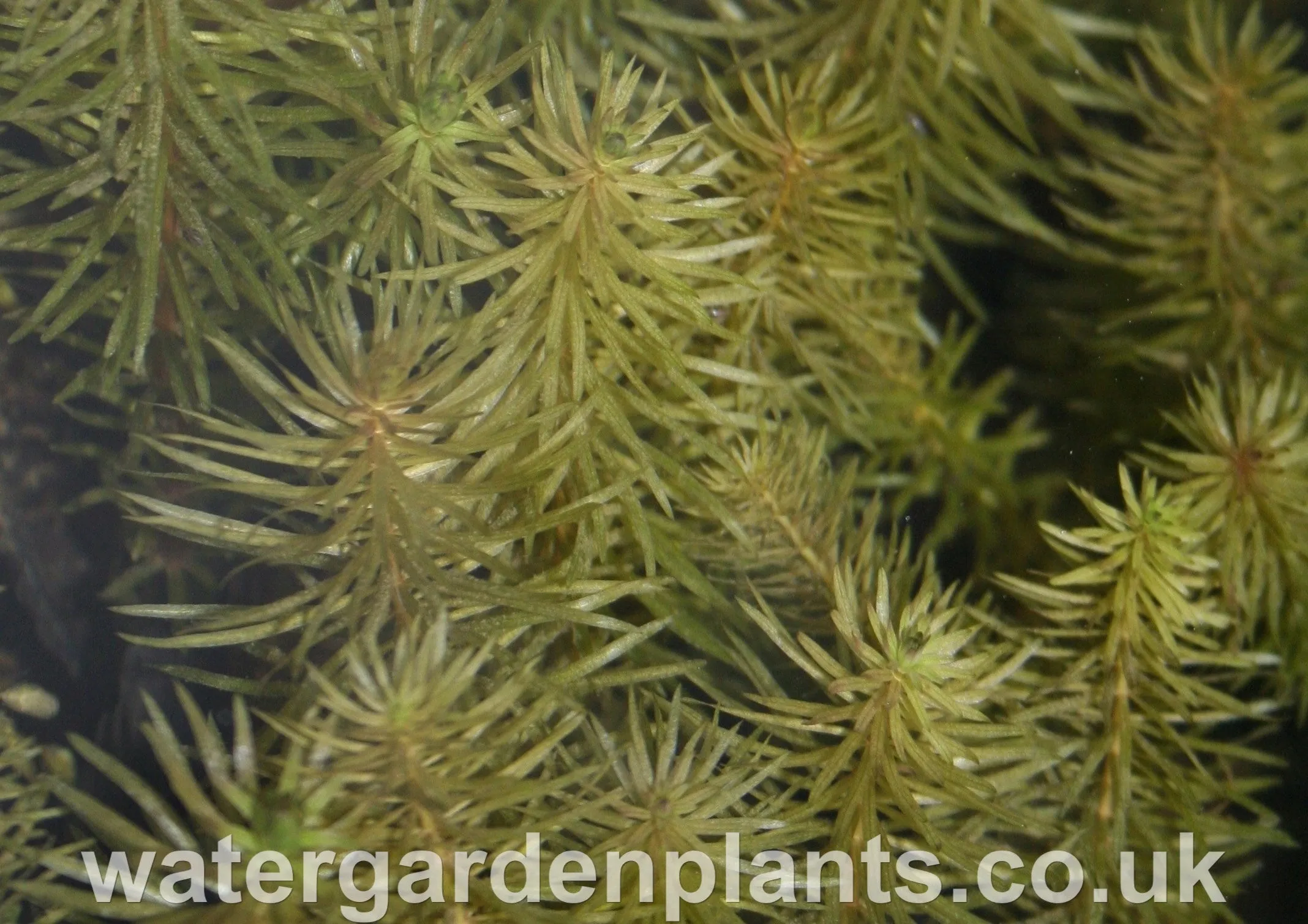 Hippuris vulgaris - Cat's Tail