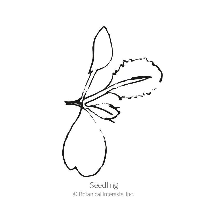 Tendergreen Mustard Spinach Seeds